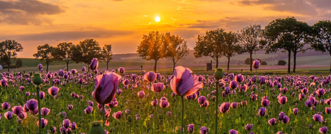 Wind & Sonne im Fokus